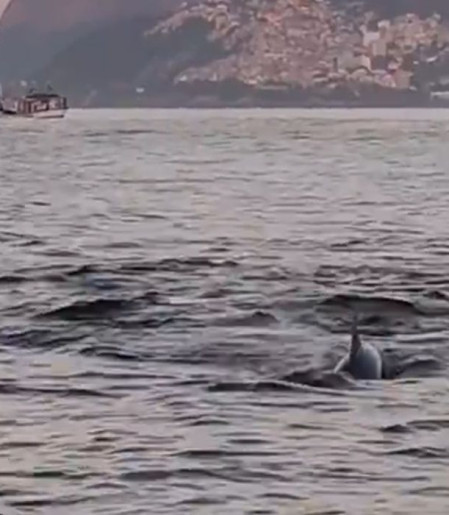 Golfinhos encantam banhistas no Rio e indicam boas condições de praia