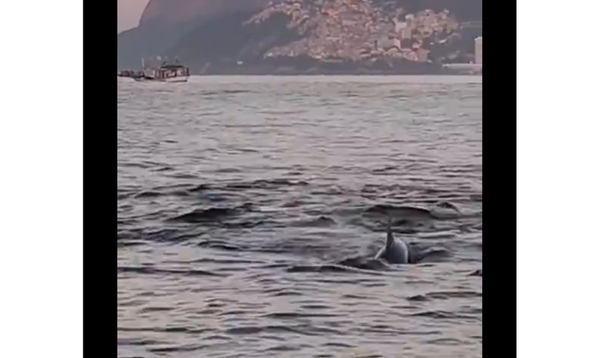 Golfinhos encantam banhistas no Rio e indicam boas condições de praia