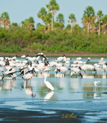 Conheça novas áreas de proteção ambiental no Cerrado e no Pantanal