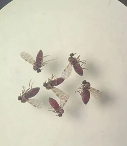 Subnotificados, casos de Oropouche atingem 2% da população brasileira