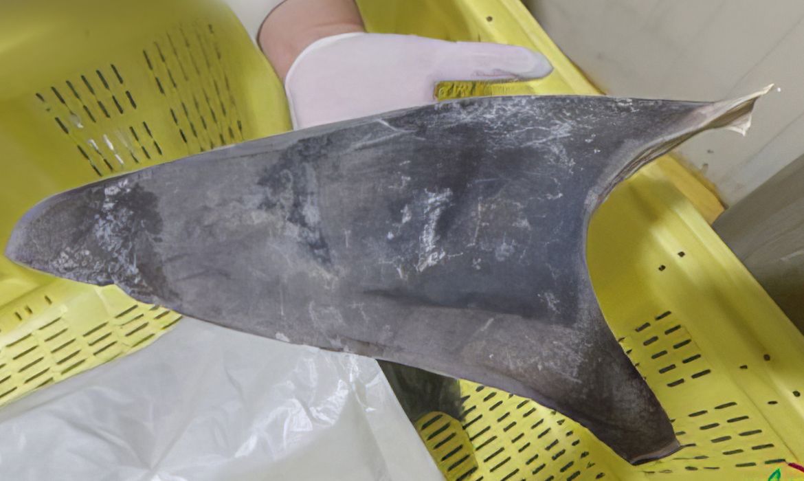 Exportação de barbatana do tubarão-azul é proibida no Brasil