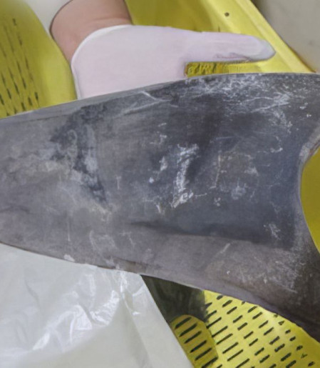 Exportação de barbatana do tubarão-azul é proibida no Brasil