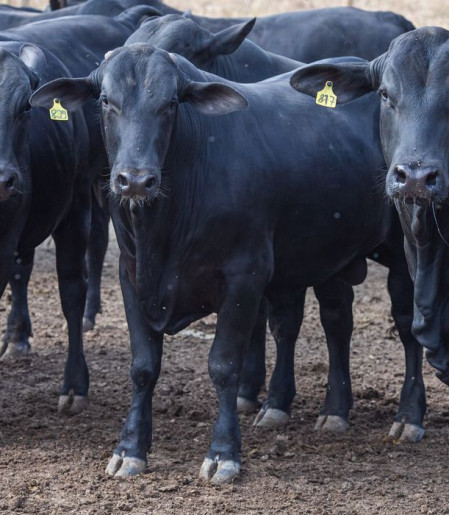 CMN reduz juros de financiamentos a cooperativas rurais pelo Pronaf