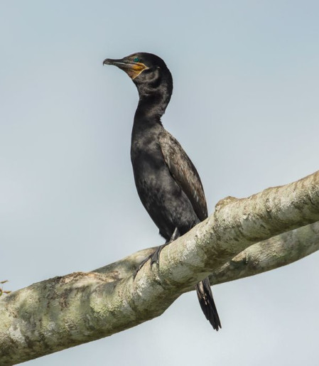Atlas lançado na COP15 mostra rotas migratórias de aves vulneráveis