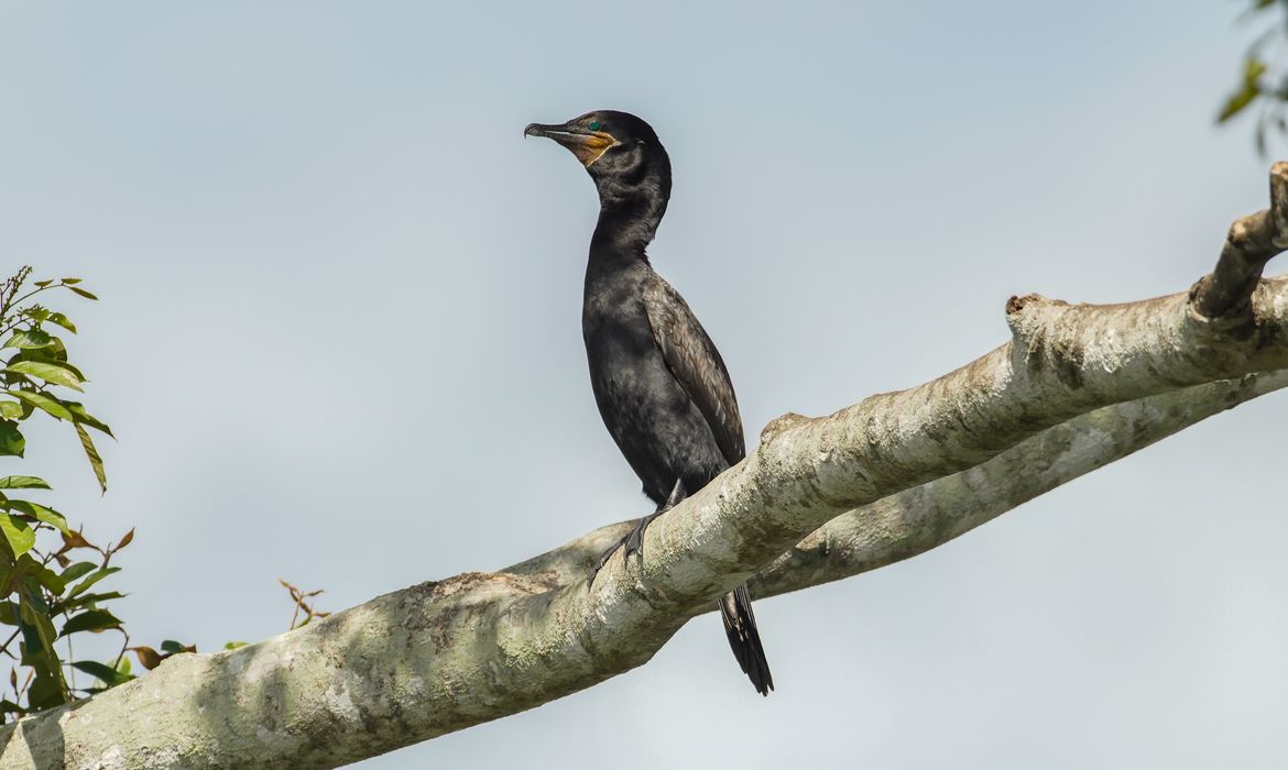 Atlas lançado na COP15 mostra rotas migratórias de aves vulneráveis