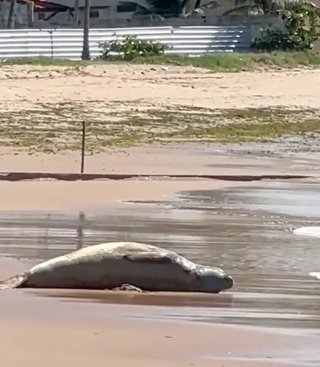 Após dias desaparecido, elefante-marinho é encontrado morto em Alagoas