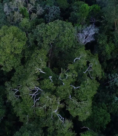 Política de cooperação com municípios reduz incêndios na Amazônia