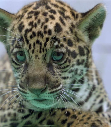 Onça-pintada nascida no BioParque Vale Amazônia ganha o nome de Xingu