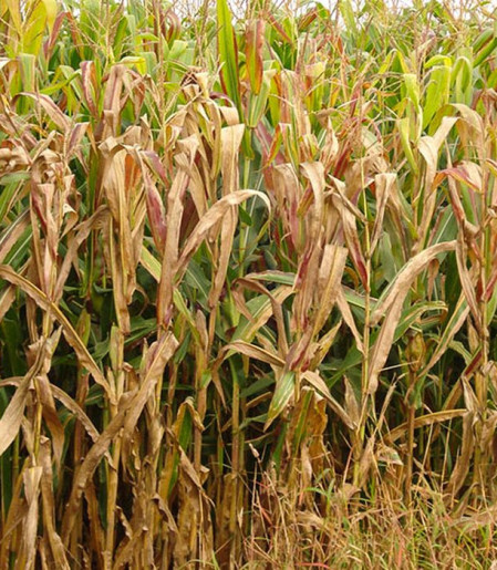 Praga do milho provoca prejuízo de R$ 33,6 bilhões por ano