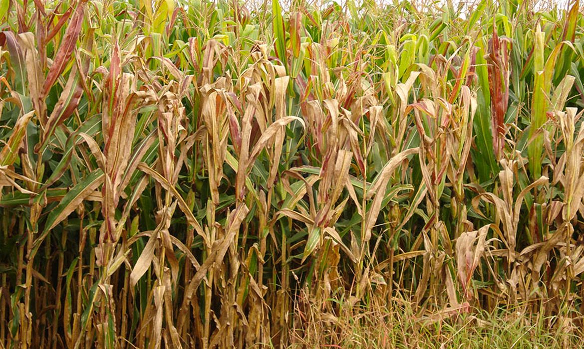 Praga do milho provoca prejuízo de R$ 33,6 bilhões por ano