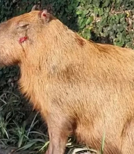 MPRJ denuncia agressores de capivara na Ilha do Governador no Rio