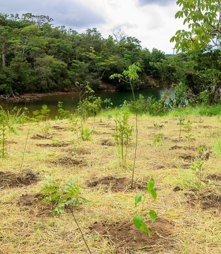 Parque não inclui área destinada a salvar BRB, diz associação