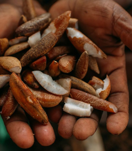 Instituto oferece bolsas para estimular bioeconomia amazônica