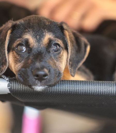 Governo abre consulta pública sobre genéricos e similares veterinários