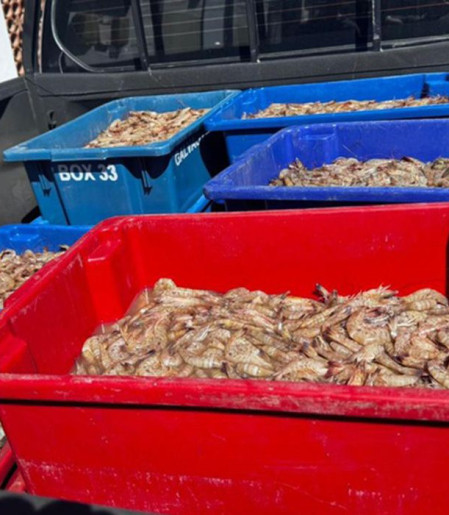 Pescadores são presos com 350 kg de camarão rosa no período do defeso