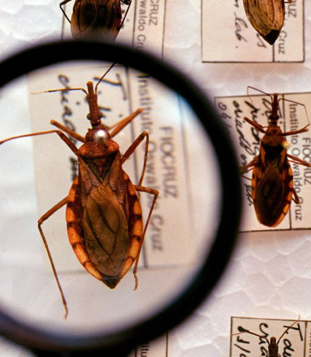  Saúde anuncia R$ 12 milhões para enfrentamento da doença de Chagas