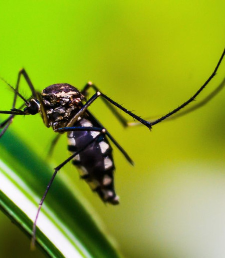 Casos de dengue no Brasil caem 75% em 2026 