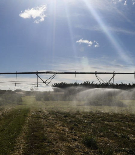 Ameaça sobre espécies dependentes do solo é desconhecida, diz estudo