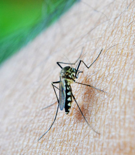 Estudo alerta para relação da dengue com a Síndrome de Guillain-Barré