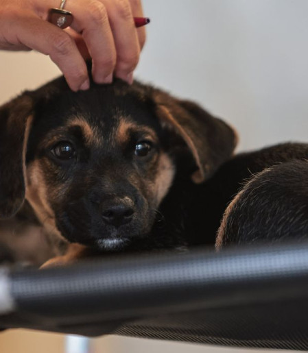 Lei define guarda compartilhada de pets; veja detalhes