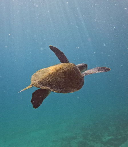 Pesquisa quer descobrir de onde vêm tartarugas que vivem em Arraial