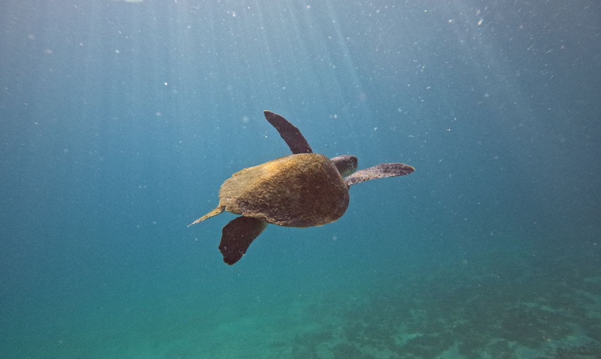 Pesquisa quer descobrir de onde vêm tartarugas que vivem em Arraial