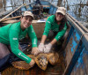 Tartarugas-cabeçudas reaparecem na  Baía de Guanabara