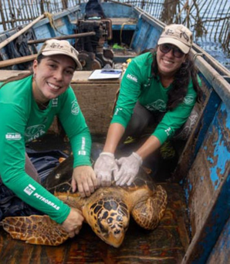 Tartarugas-cabeçudas reaparecem na  Baía de Guanabara