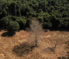 Estudo de longo prazo na Amazônia descarta teoria de savanização