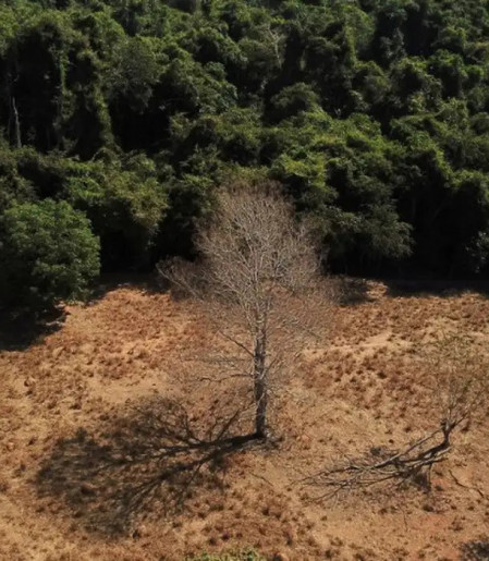 Estudo de longo prazo na Amazônia descarta teoria de savanização