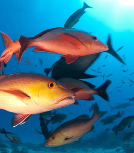 Lista de peixes e invertebrados ameaçados de extinção é atualizada