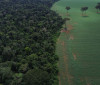 Brasil reduz em 42% perdas florestais em 2025, aponta estudo