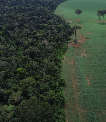 Brasil reduz em 42% perdas florestais em 2025, aponta estudo