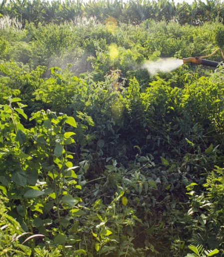 Governo vai monitorar presença de agrotóxico em bacias hidrográficas