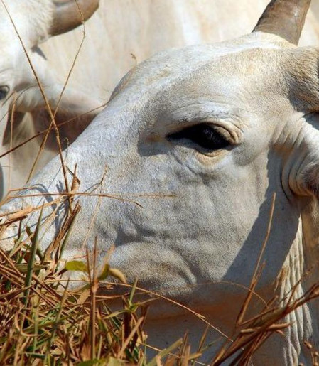 União Europeia veta compra de carne brasileira a partir de setembro