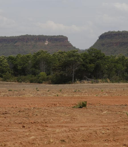 Fragmentos de vegetação nativa cresceram no país 260% em 38 anos 