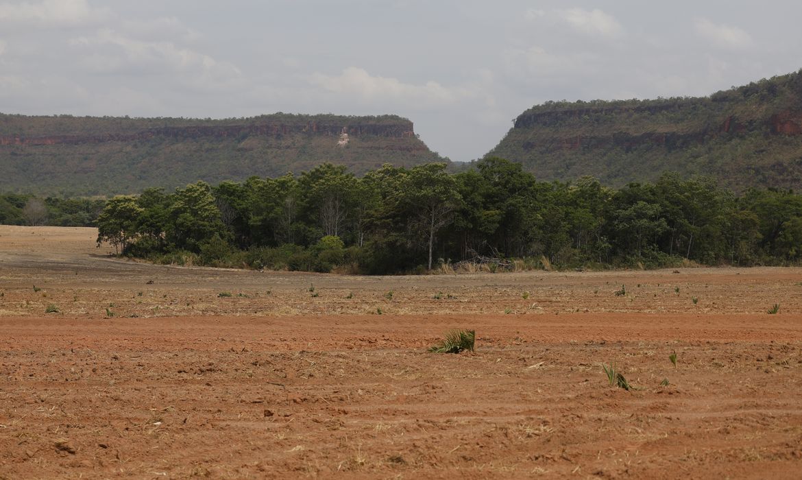 Fragmentos de vegetação nativa cresceram no país 260% em 38 anos 