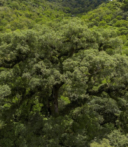 Desmatamento da Mata Atlântica tem queda de 28% em um ano