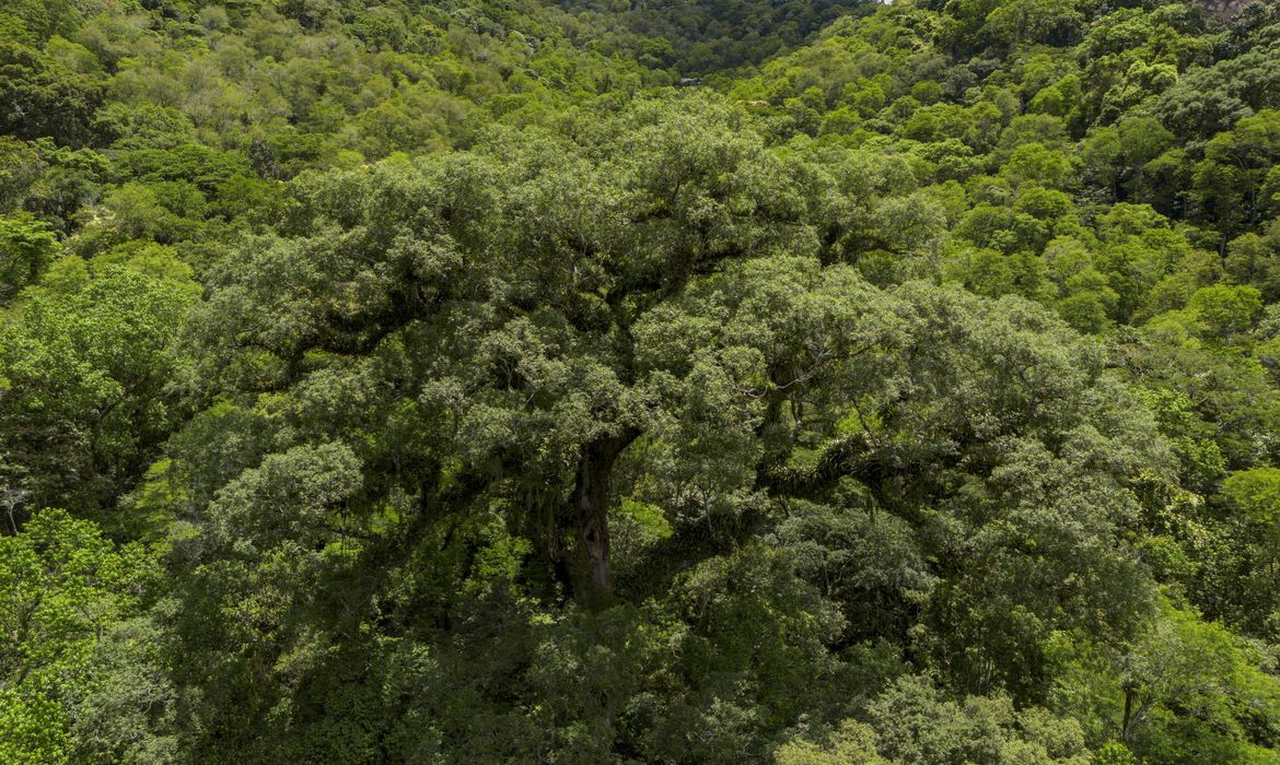 Desmatamento da Mata Atlântica tem queda de 28% em um ano