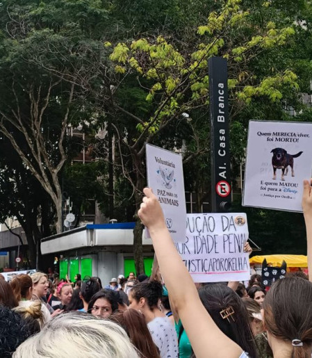 Cão Orelha: Justiça arquiva caso a pedido do Ministério Público