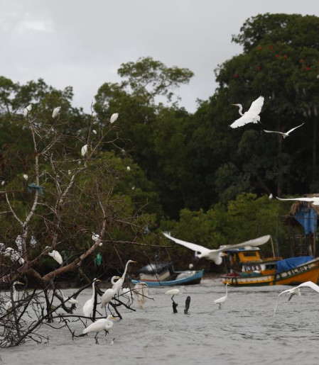 Amazônia Soberana: programa vai combater crimes em áreas de fronteira