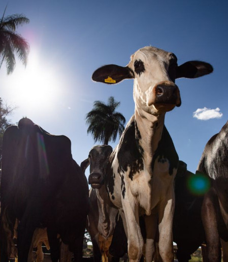 União Europeia oficializa veto à carne brasileira a partir de setembro
