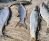 Pesca de tainha na modalidade arrasto de praia está suspensa