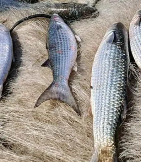 Pesca de tainha na modalidade arrasto de praia está suspensa