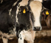 Manifestantes protestam na Paulista contra exportação de animais vivos