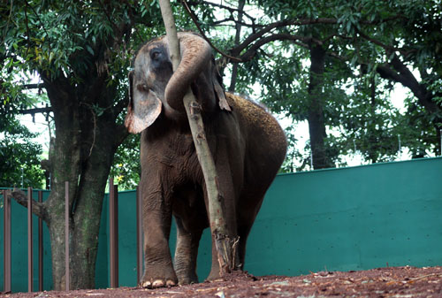 Elefante Maison Zoo Ribeirão Preto 