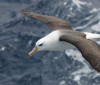 Reduzir morte de albatrozes implica mudanças na pesca em alto-mar
