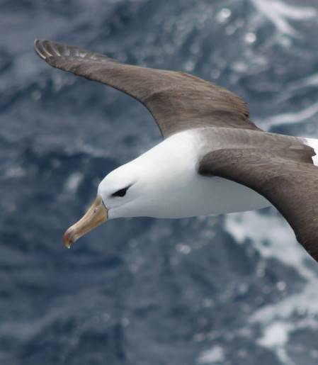 Reduzir morte de albatrozes implica mudanças na pesca em alto-mar