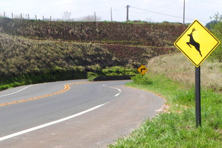 Rio de Janeiro cria semana para preservar vida de animais