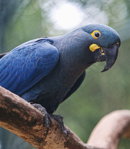 Lista de fauna ameaçada tem 180 animais incluídos e 150 retirados